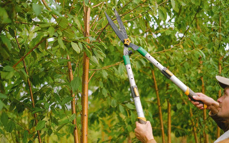 Tree trimming in Schodack Landing, NY